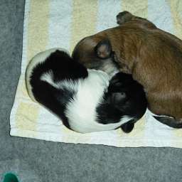 Welpe, Agnetha Aurelia Smilla von Wilmas Wunder, Anton von Wilmas Wunder