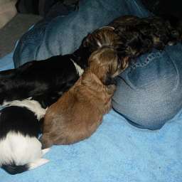 Welpe