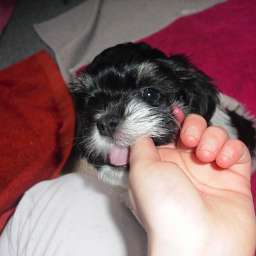 Welpe, Smilla