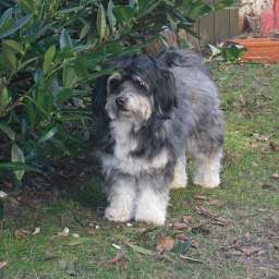 Maxi