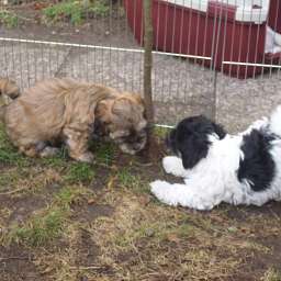 Welpe, Ella, Anton