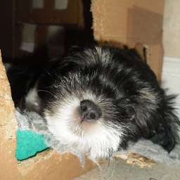 Wilma, Smilla