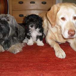 Wilma, Emilie, Adele