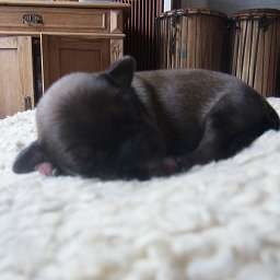 Balu-Blue, Bella
