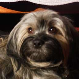 Wilma