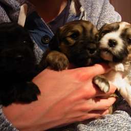 B-Wurf, Billy-Brösel, Balu-Blue, Bella
