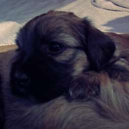 B-Wurf, Bella