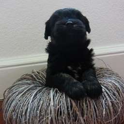 B-Wurf, Pancho