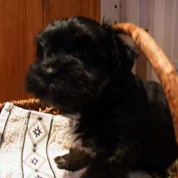 Bruno