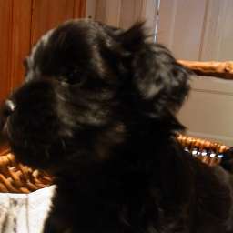 Pancho