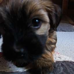 Bella
