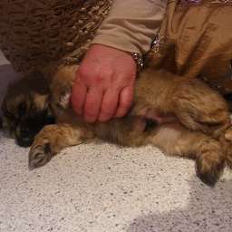 Berti-Brezel