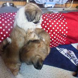 Balu-Blue, Berti-Brezel