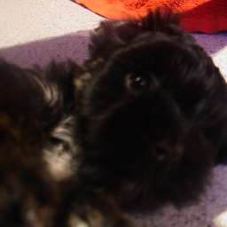 Pancho