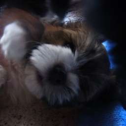 Balu-Blue