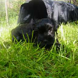 Pancho