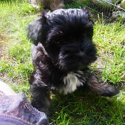 Bruno