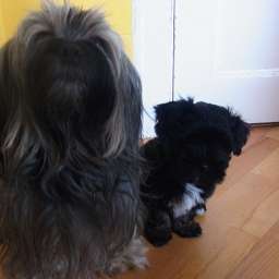 Pancho
