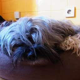 Wilma