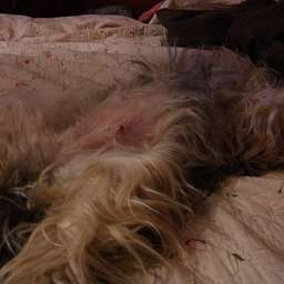Wilma
