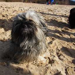 Wilma