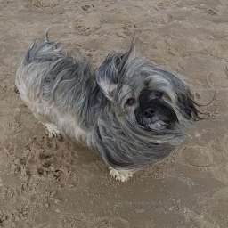 Wilma