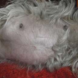 Wilma