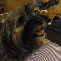 Wilma