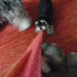 Wilma, C-Wurf, Amy