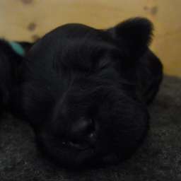 Hermine