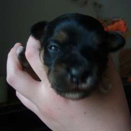 Dorle