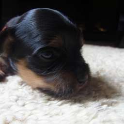 Dorle