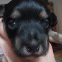 Dorle