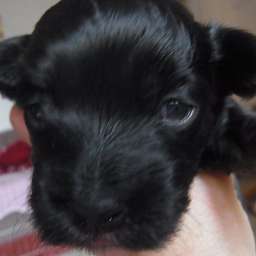 Livvy