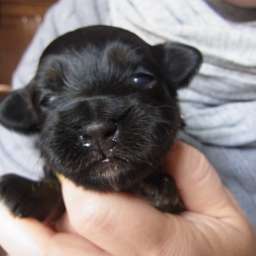 Livvy