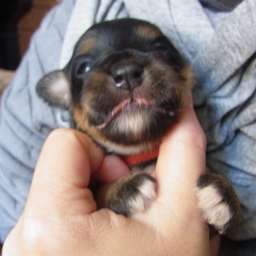 Dorle