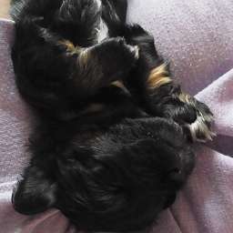 Livvy