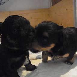 Dorle, Livvy