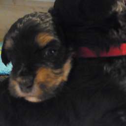 Dorle