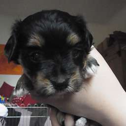Dorle