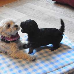 Elli, Livvy