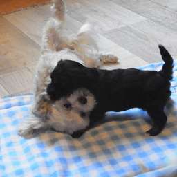 Elli, Livvy