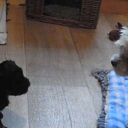 Elli, Livvy