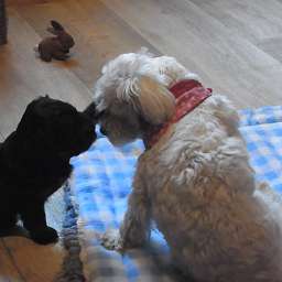 Elli, Livvy