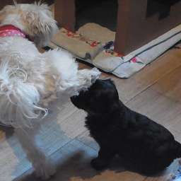 Elli, Livvy
