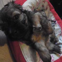 Liese
