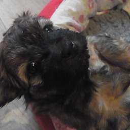 Liese