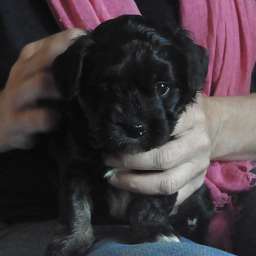 Barny