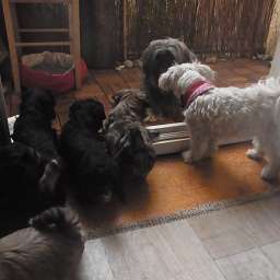 Wilma, Elli, D-Wurf