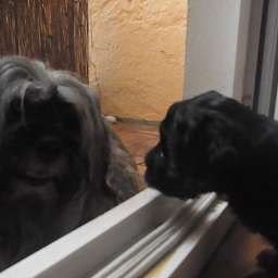 Wilma, Livvy